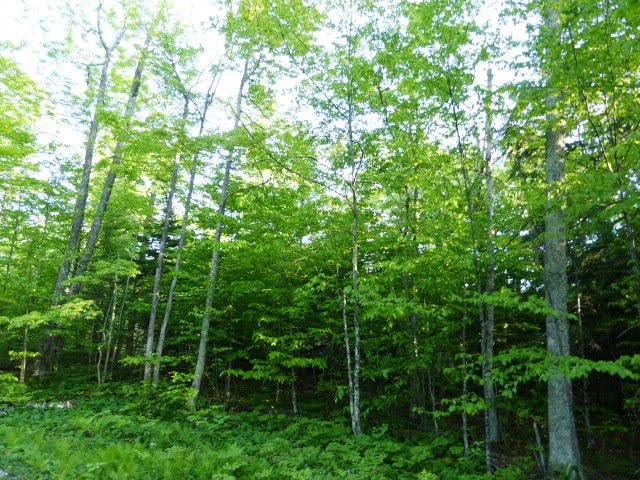 Off Deer Trail Ellison Bay, WI 54210 - Photo 2 of 14