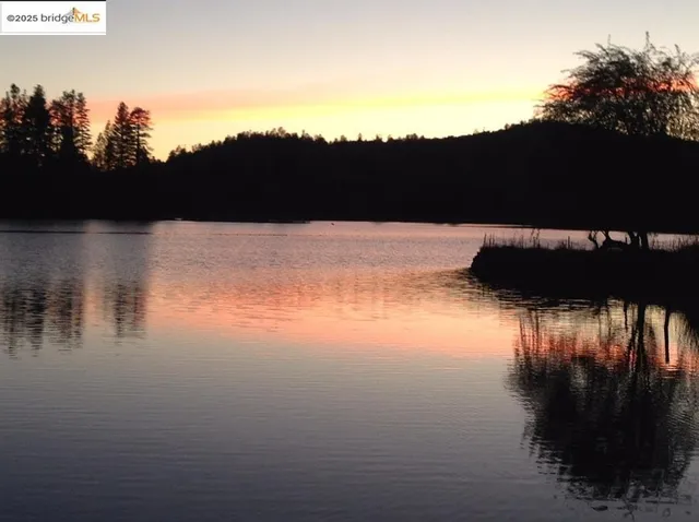 a view of a trees in a yard