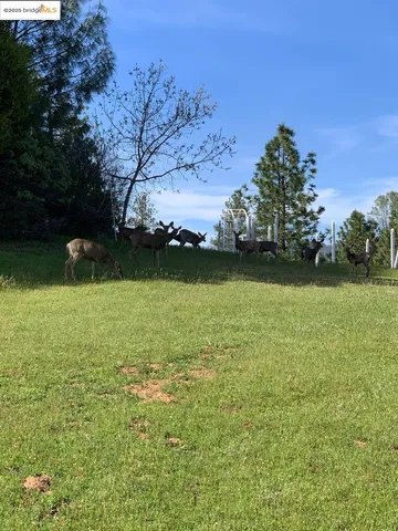 a view of a yard with wooden fence