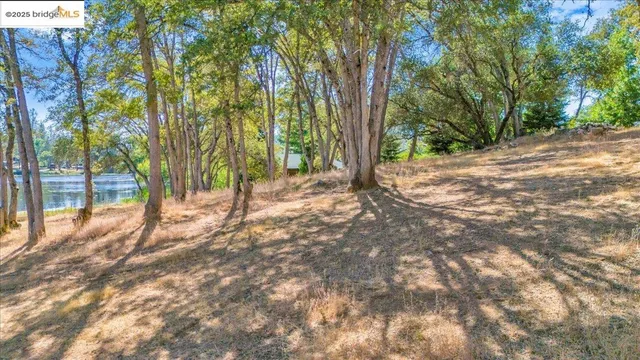 a view of a forest with trees