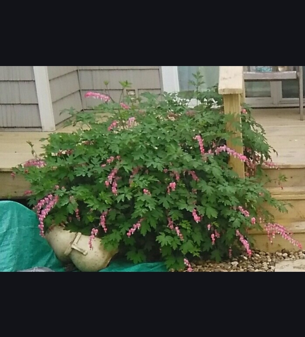 1928 Blackthorn Drive, Unit 1 Champaign, IL 61821 - Photo 25 of 28 a view of flowers in the garden