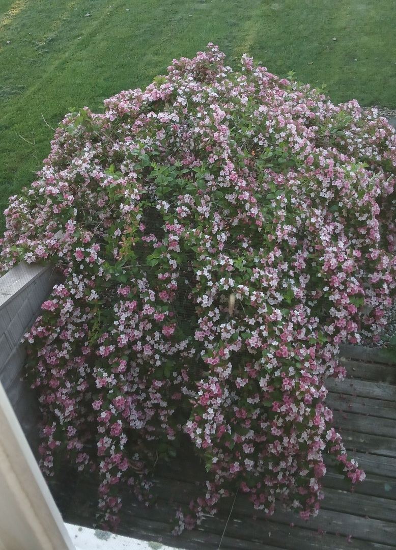 1928 Blackthorn Drive, Unit 1 Champaign, IL 61821 - Photo 27 of 28 a picture of a tree