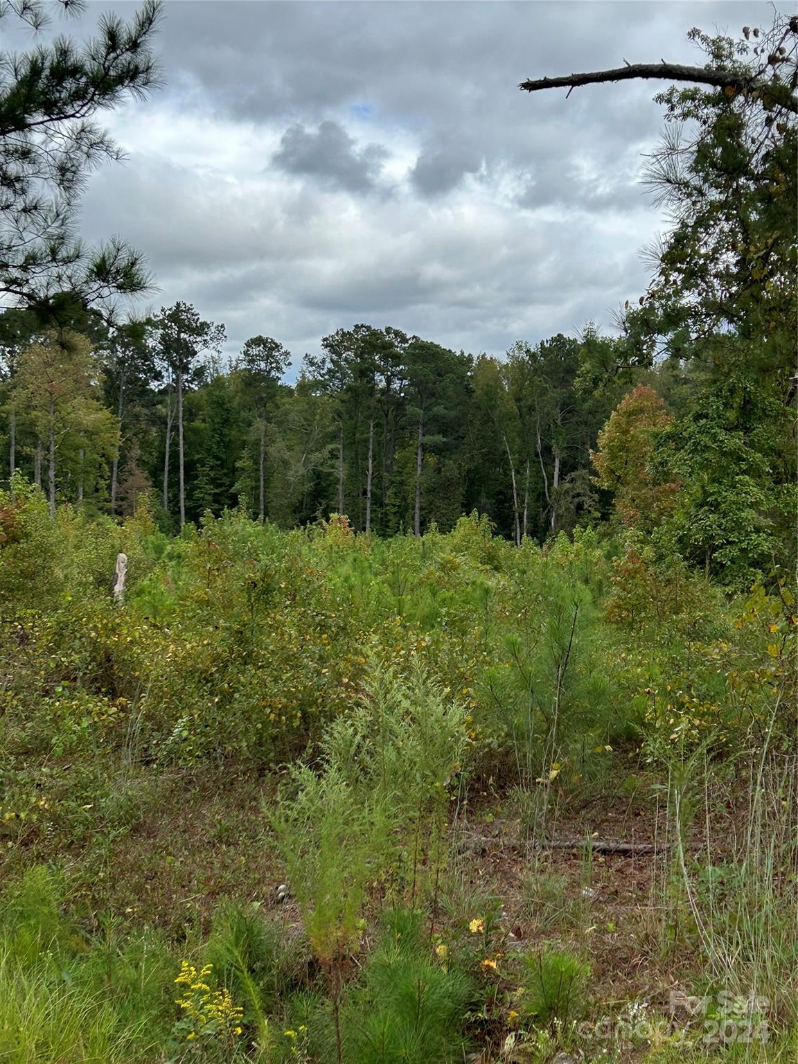 Tbd Tbd Hallelujah Road Mount Croghan, SC 29727 - Photo 2 of 19 a view of a lush green forest with lots of trees