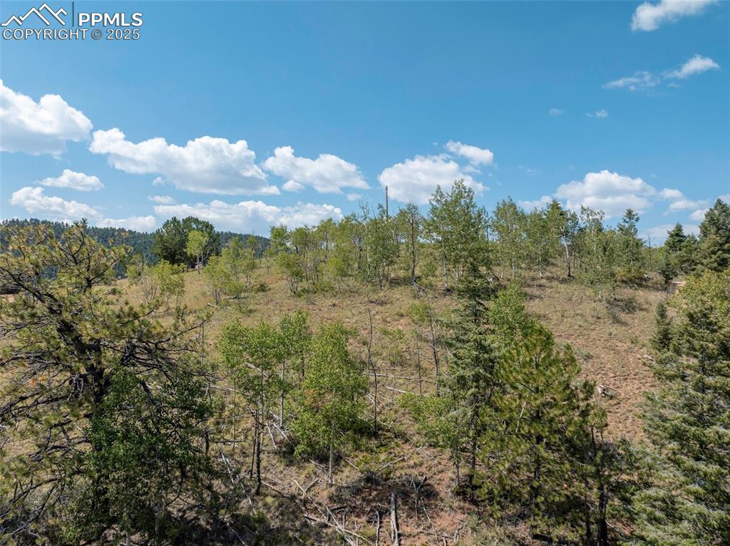 1151 Dandy Jim Drive Cripple Creek, CO 80813 - Photo 2 of 17 a view of a bunch of trees