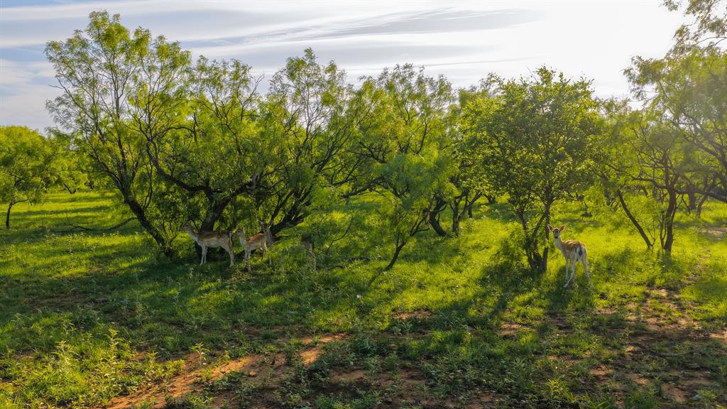 10000 Fm 209 Graham, TX 76450 - Photo 34 of 40