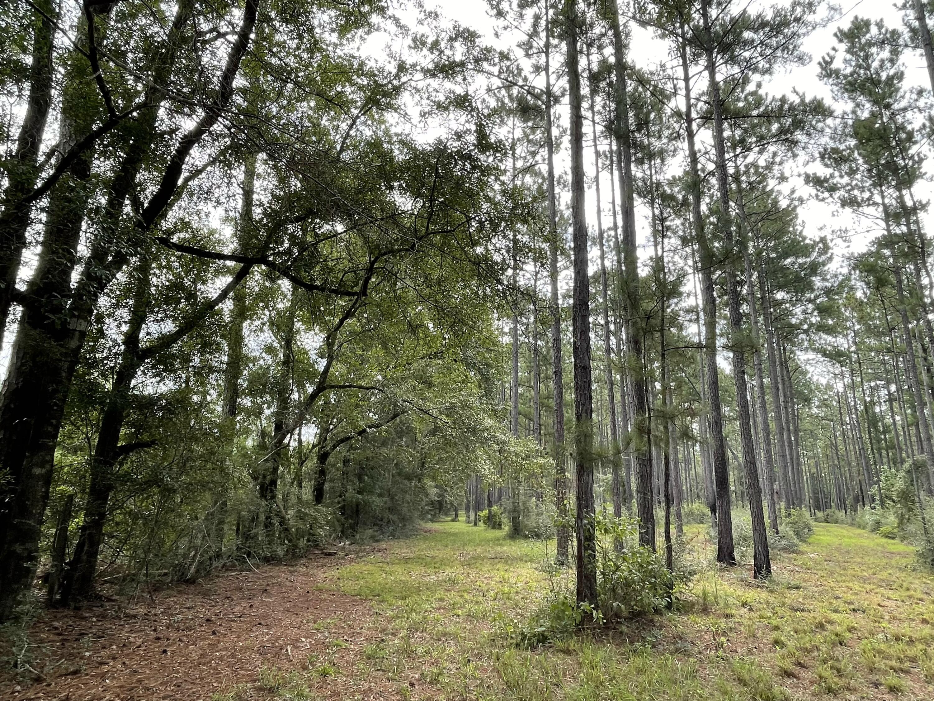 8215 Creston Barrow Road Baker, FL 32531 - Photo 27 of 53 a view of outdoor space with trees