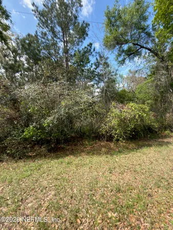 a view of a forest with trees in the background