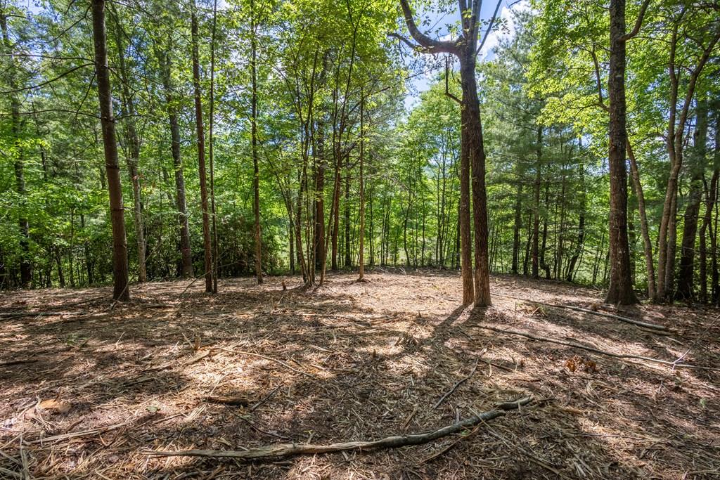 a view of a forest with trees in the background
