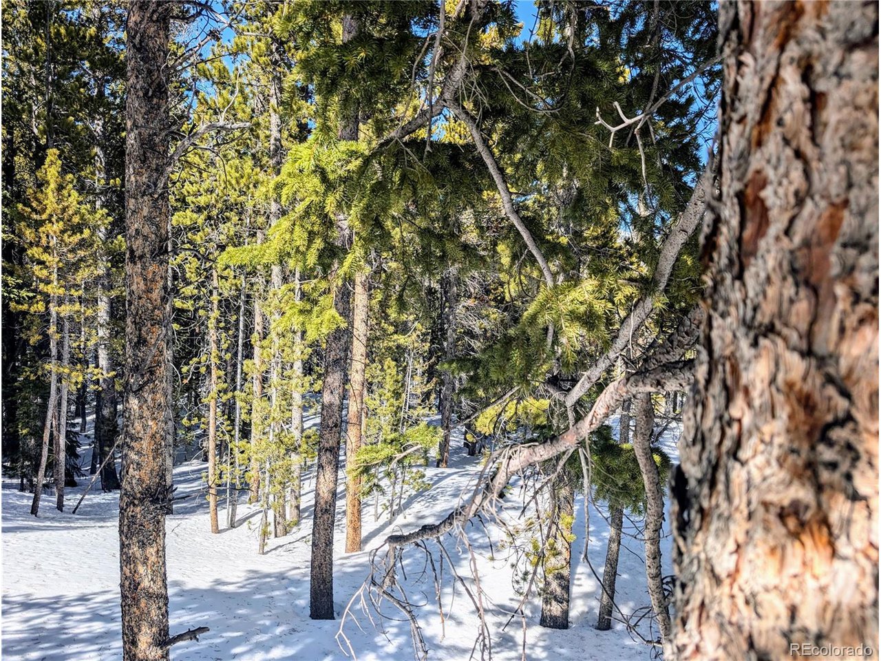 234 Alice Road Idaho Springs, CO 80452 - Photo 5 of 20