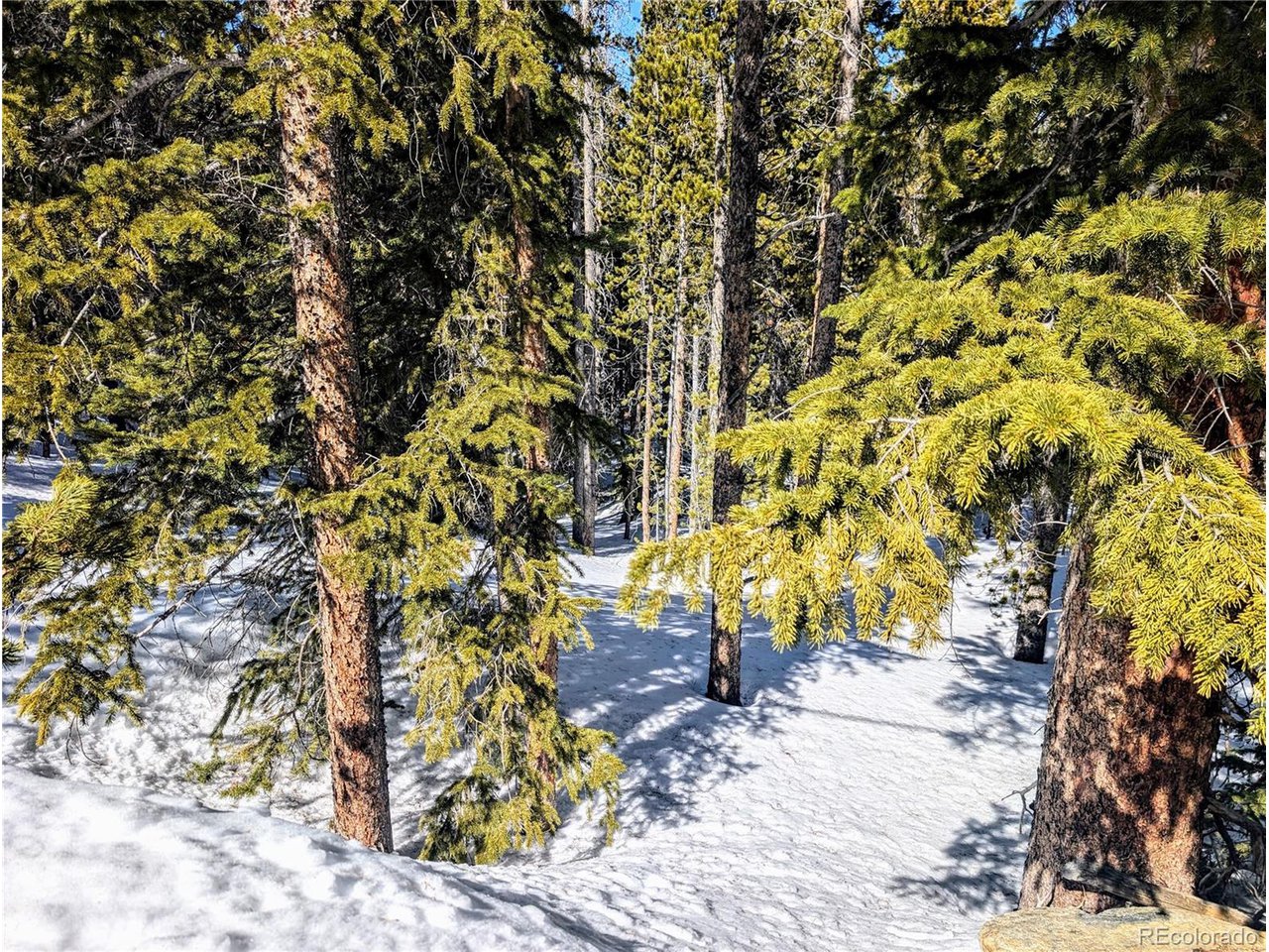 234 Alice Road Idaho Springs, CO 80452 - Photo 6 of 20