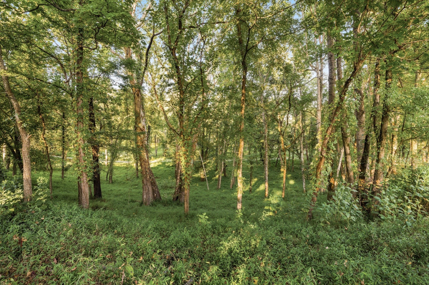 653 Flippen Road Lebanon, TN 37087 - Photo 49 of 71 a view of a lush green forest