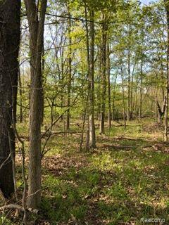 242 West Barnes Road Fostoria, MI 48435 - Photo 3 of 37 Back Wooded Property