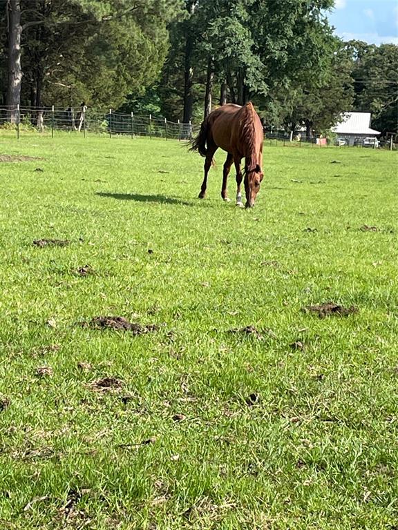 3640 Van Zandt County Road Ben Wheeler, TX 75754 - Photo 14 of 34 a view of garden with trees and wooden fence