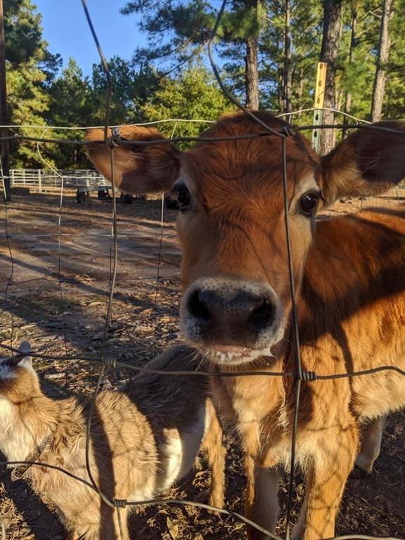 3640 Van Zandt County Road Ben Wheeler, TX 75754 - Photo 18 of 34
