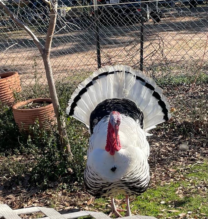 3640 Van Zandt County Road Ben Wheeler, TX 75754 - Photo 31 of 34