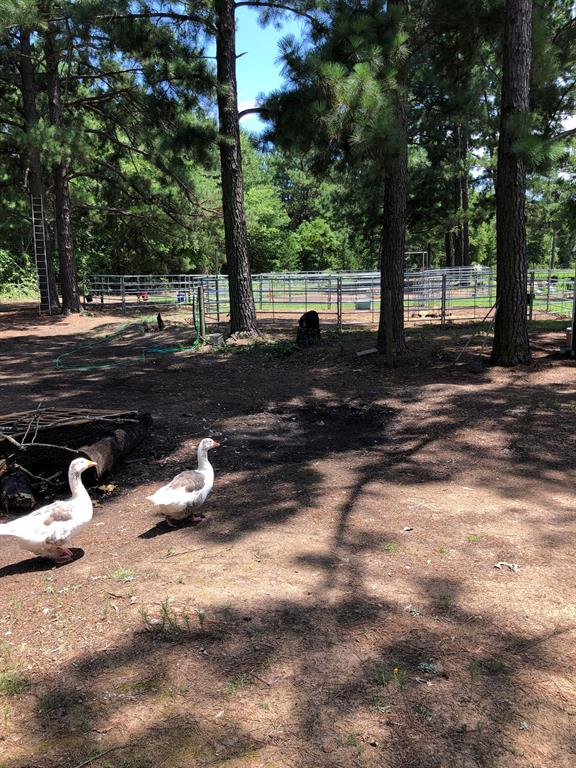 3640 Van Zandt County Road Ben Wheeler, TX 75754 - Photo 7 of 34 a view of a yard with street