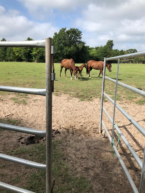 3640 Van Zandt County Road Ben Wheeler, TX 75754 - Photo 9 of 34 a view of a outdoor space