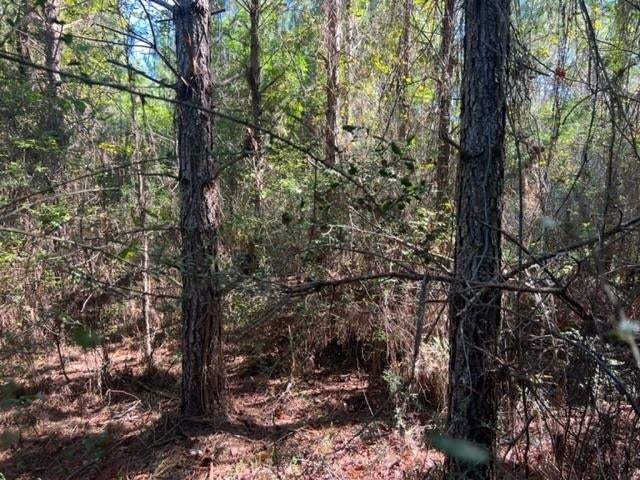 2-ac Coon Road Opp, AL 36467 - Photo 6 of 9 Gallery Image 6