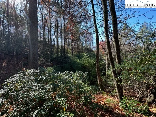 a view of a yard with plants and trees