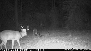 804 Glynn Willis Road Meigs, GA 31765 - Photo 10 of 17 Gallery Image 10