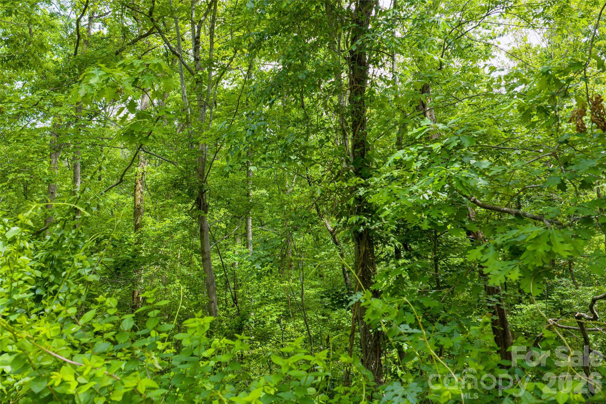 101 Reservoir Road Asheville, NC 28803 - Photo 8 of 10 a view of a lush green forest