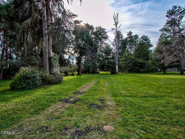 a view of a park with large trees