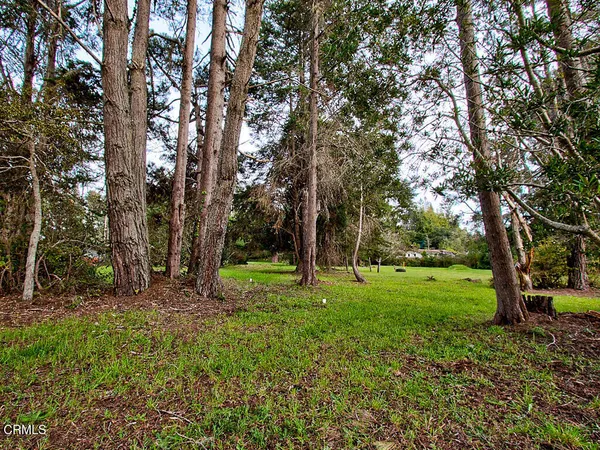 a view of a backyard with large trees