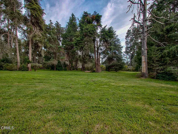 a view of a grassy field with trees