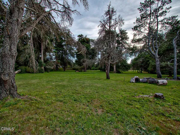 a view of a park with large trees