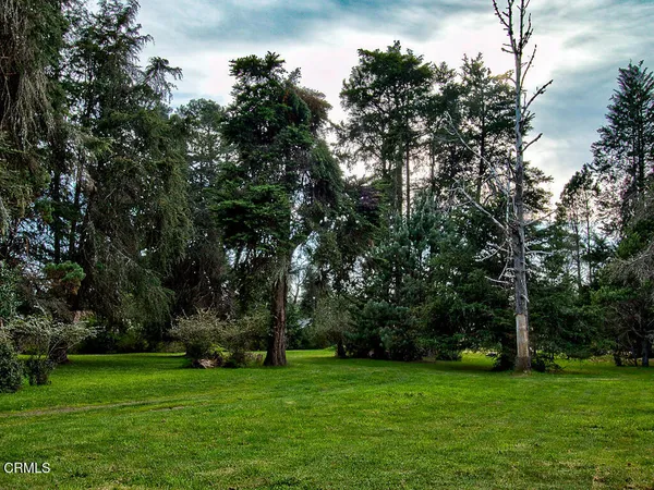 a view of a trees in a park