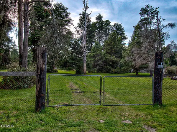 a view of a field with a tree