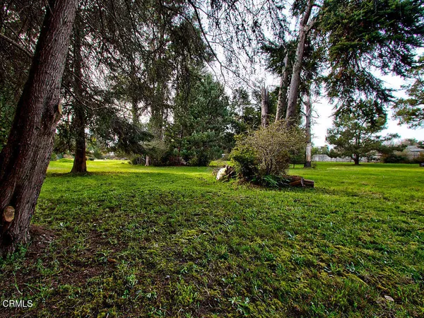 a view of a tree in a yard