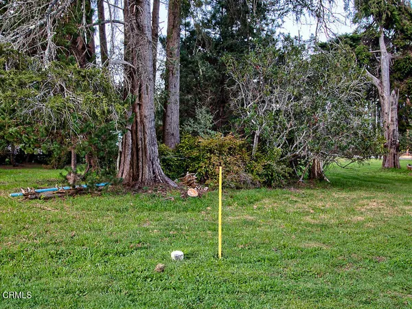 a backyard of a house with plants and large trees
