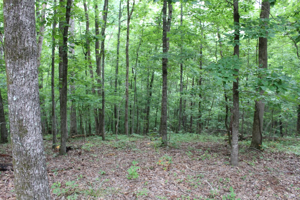 2357 Old River Road Fortson, GA 31808 - Photo 7 of 11 Gallery Image 7