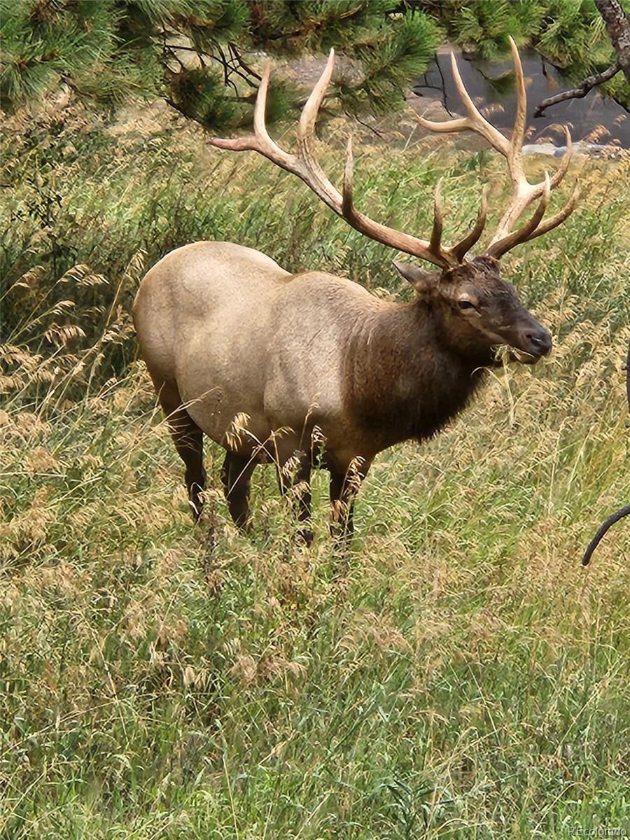 21859 Grandview Avenue Golden, CO 80401 - Photo 13 of 42