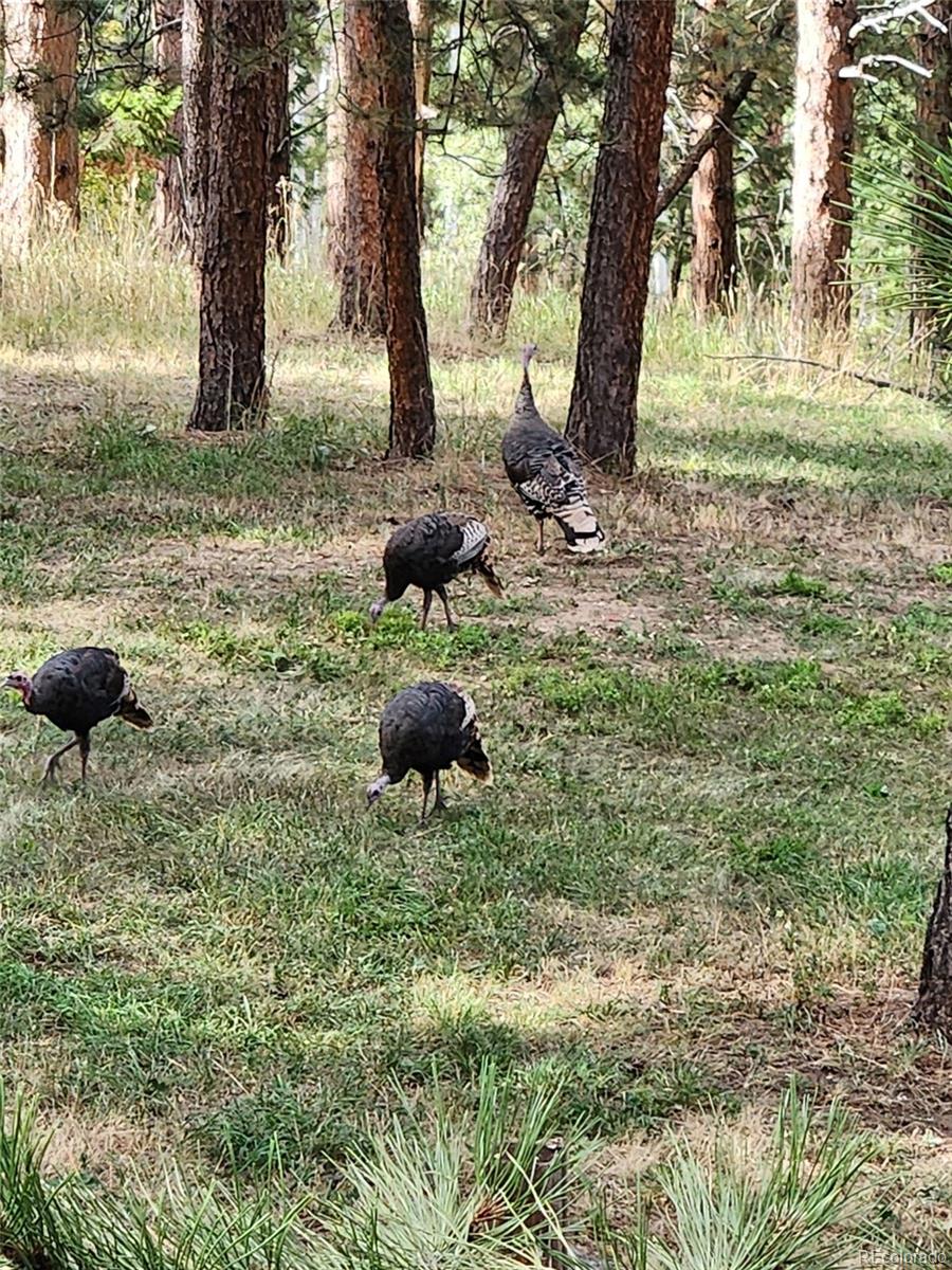 21859 Grandview Avenue Golden, CO 80401 - Photo 38 of 42