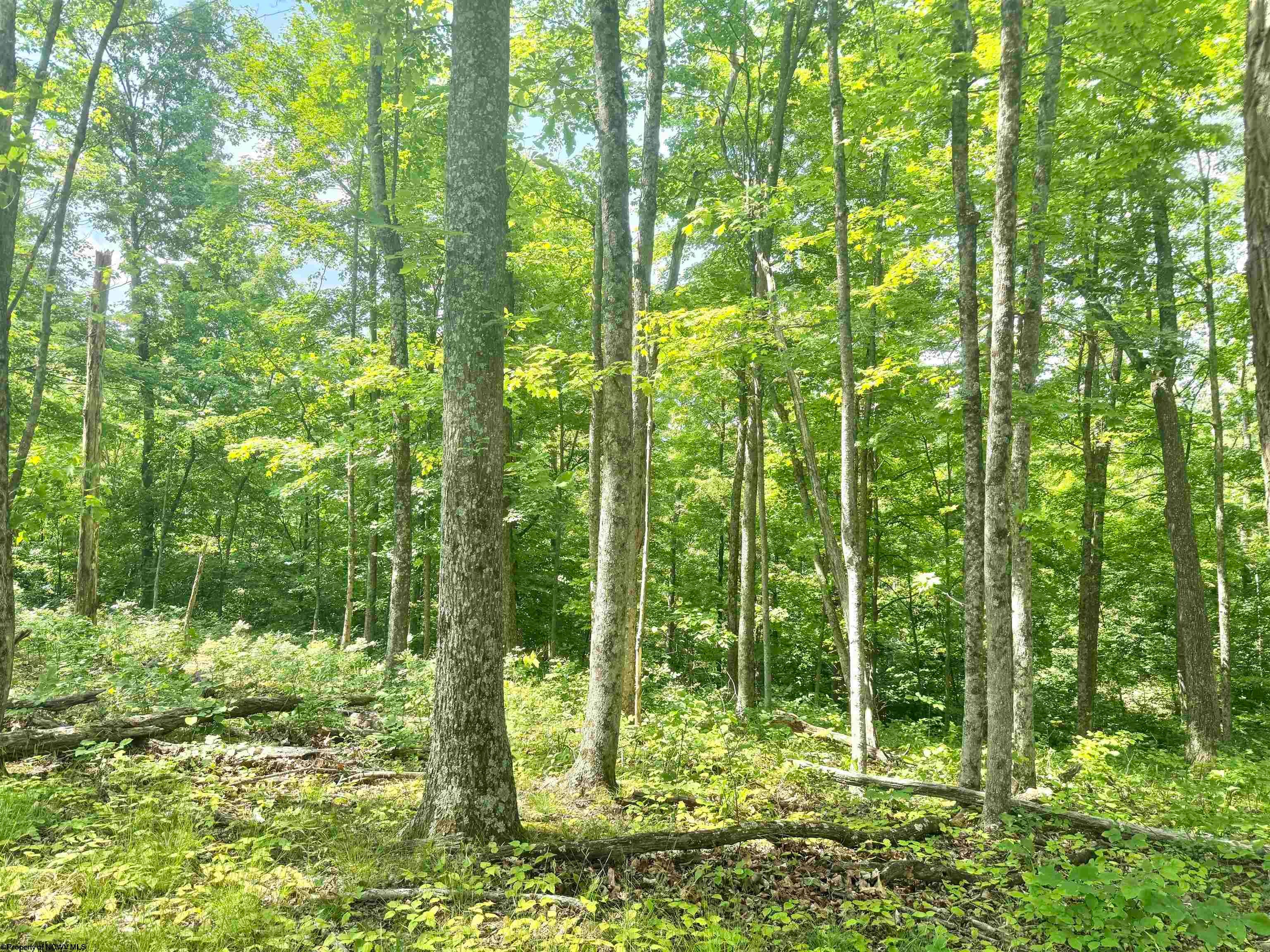 Tbd Big Pigeon Road Procious, WV 25164 - Photo 34 of 49 Gallery Image 34
