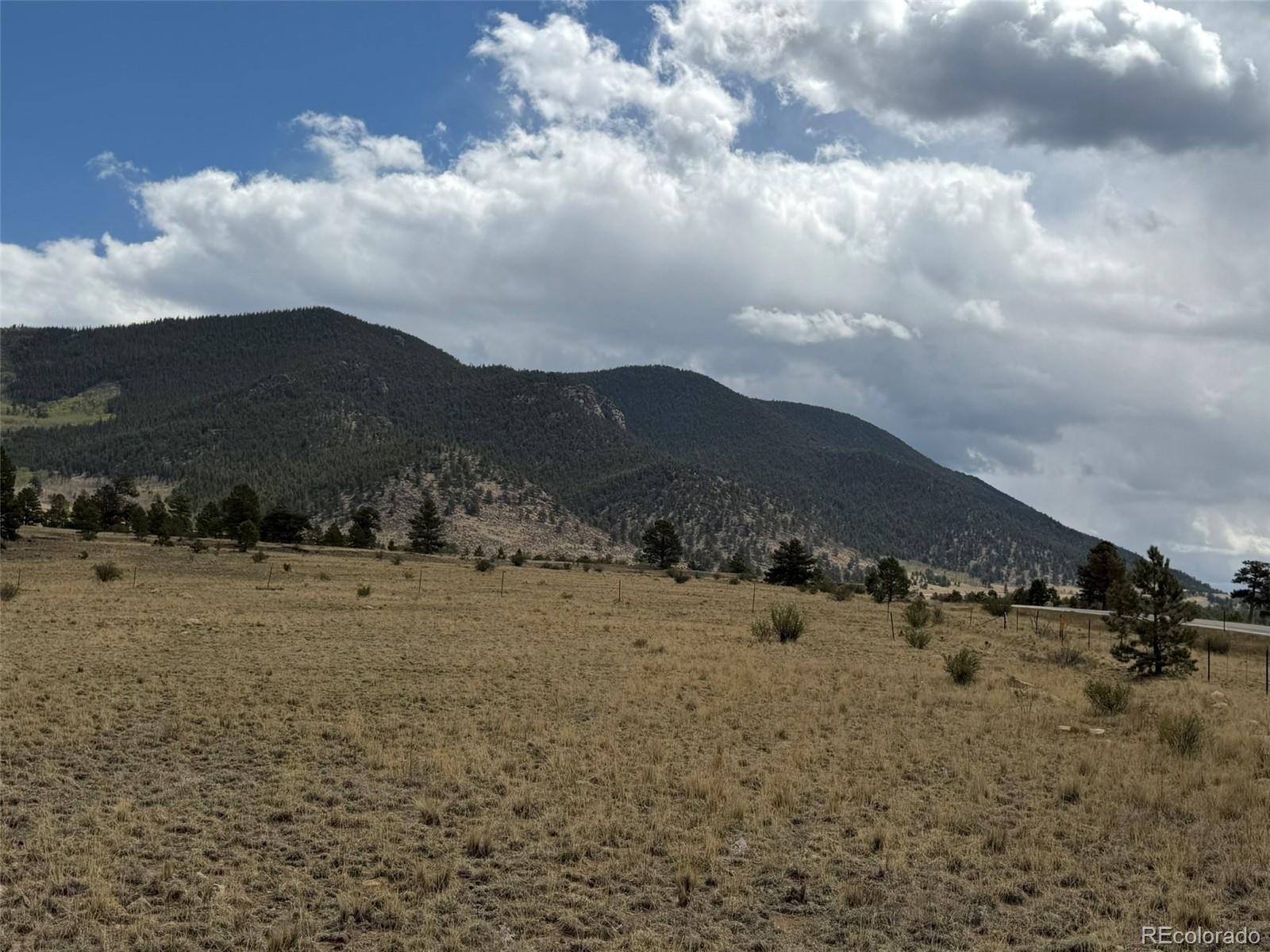 42 Turner Gulch Road Lake George, CO 80827 - Photo 10 of 23 a view of a dry yard with lots of trees
