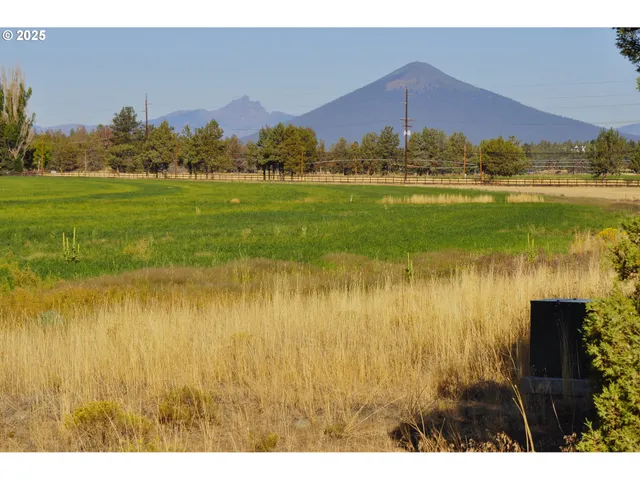 a view of a bunch of trees and bushes