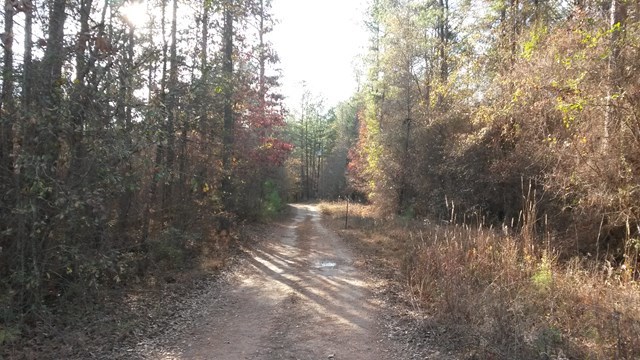 177 Cyler Road Gray, GA 31032 - Photo 2 of 15 a view of a forest with trees in the background