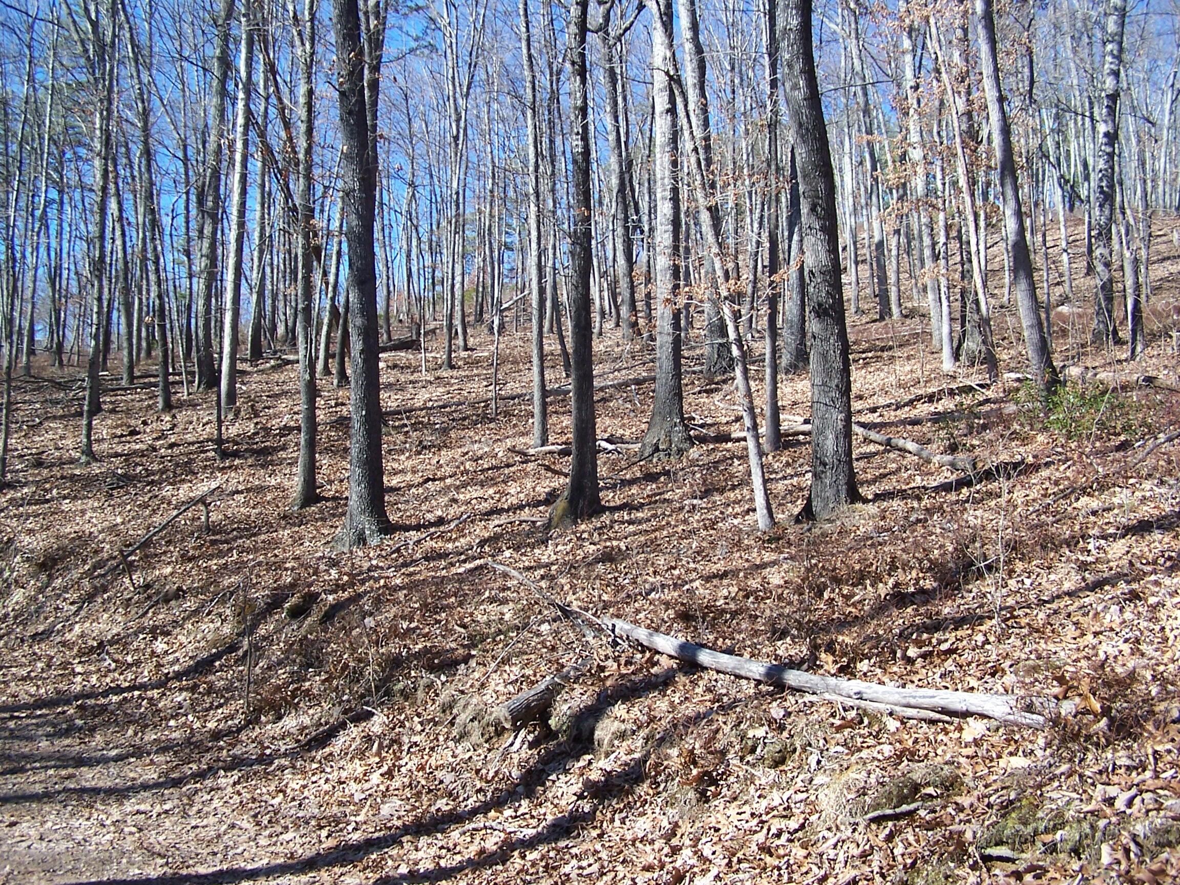 a view of a backyard with trees