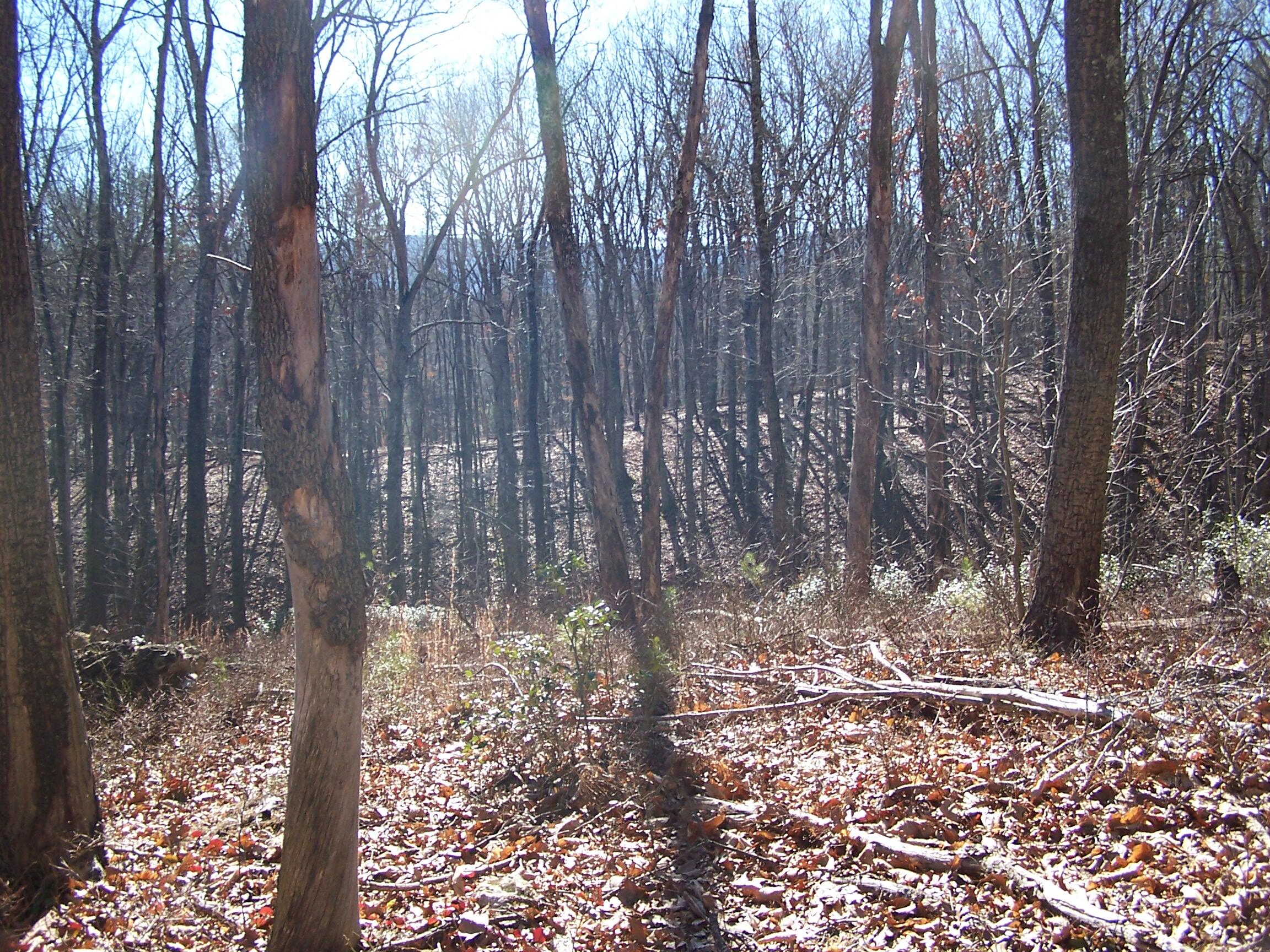 0 Southside Road New Castle, VA 24127 - Photo 42 of 57 a view of a yard with trees