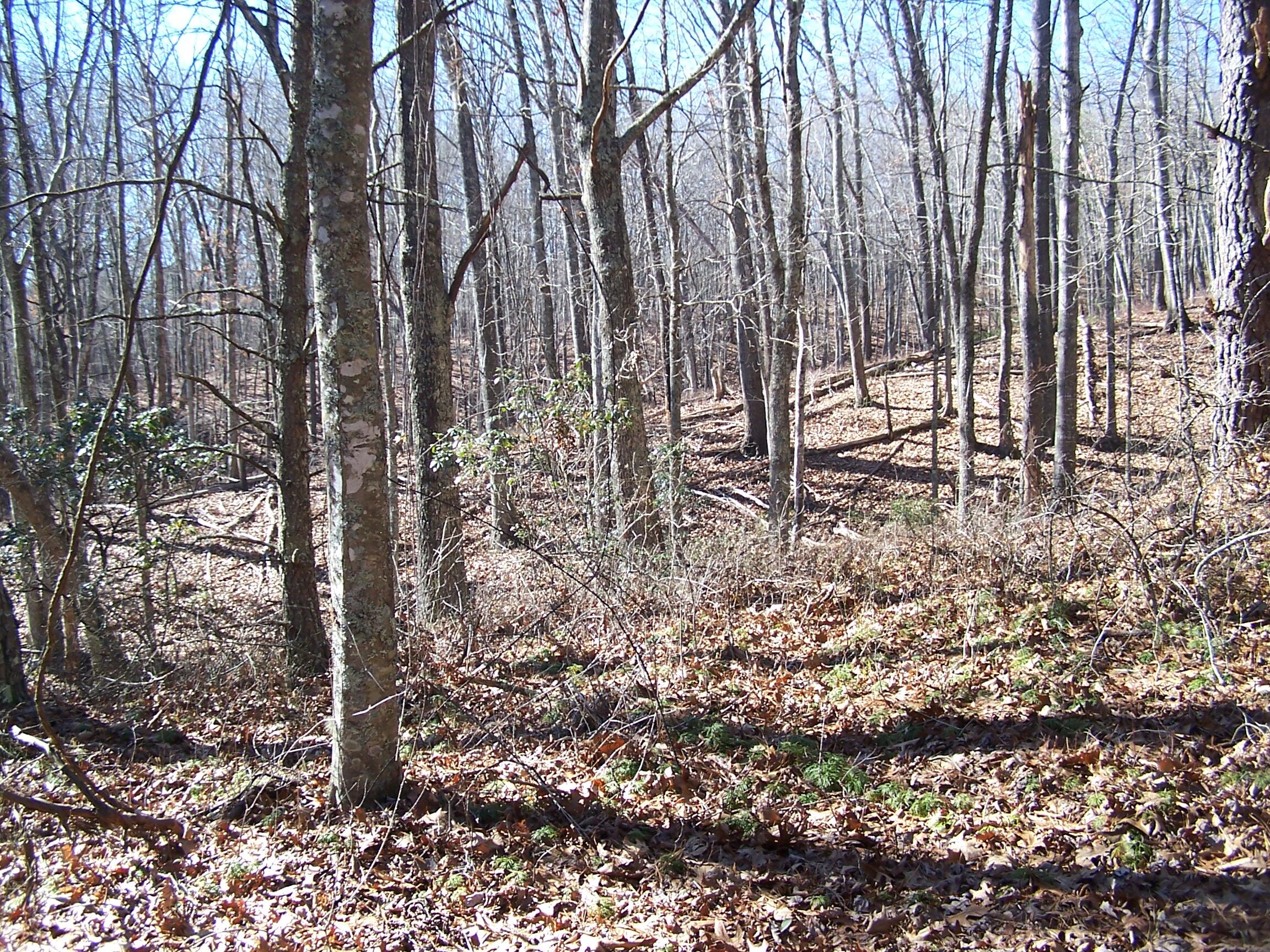 0 Southside Road New Castle, VA 24127 - Photo 8 of 57 a view of forest