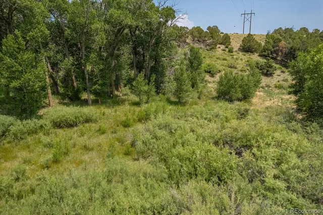 a view of a bunch of plants and trees