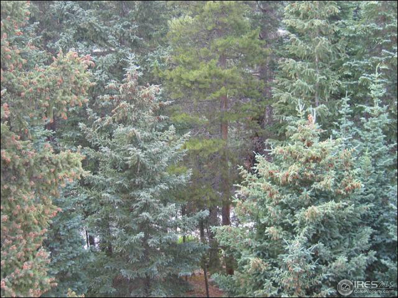 83 Peaceful Valley Road Lyons, CO 80540 - Photo 3 of 17 Gallery Image 3