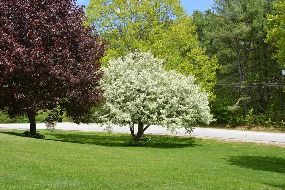 94 Oak Hill Road Wales, ME 04280 - Photo 26 of 30 Look how beautifully this lot blooms....