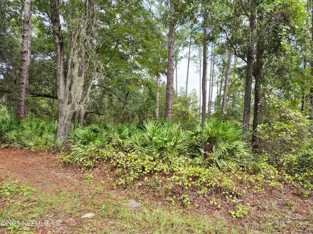 a view of lush green forest