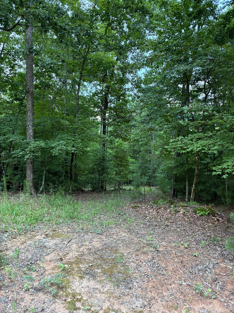 50 Pickelsimer Road Morganton, GA 30560 - Photo 9 of 14 a view of outdoor space and green space