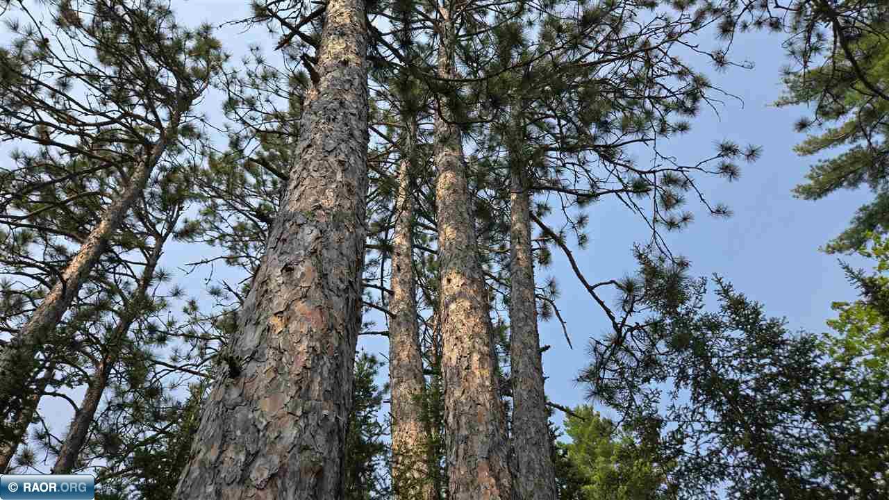 11.85 Bessette Road Orr, MN 55771 - Photo 8 of 50