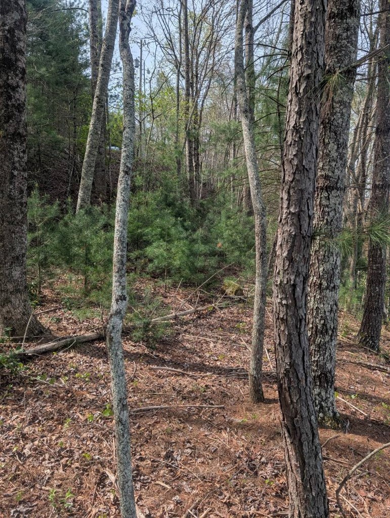 7 A Lake Murphy, NC 28906 - Photo 2 of 4 a view of a forest